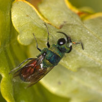 Praestochrysis megerlei