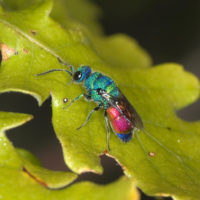 Praestochrysis megerlei