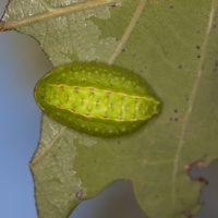 Praestochrysis megerlei