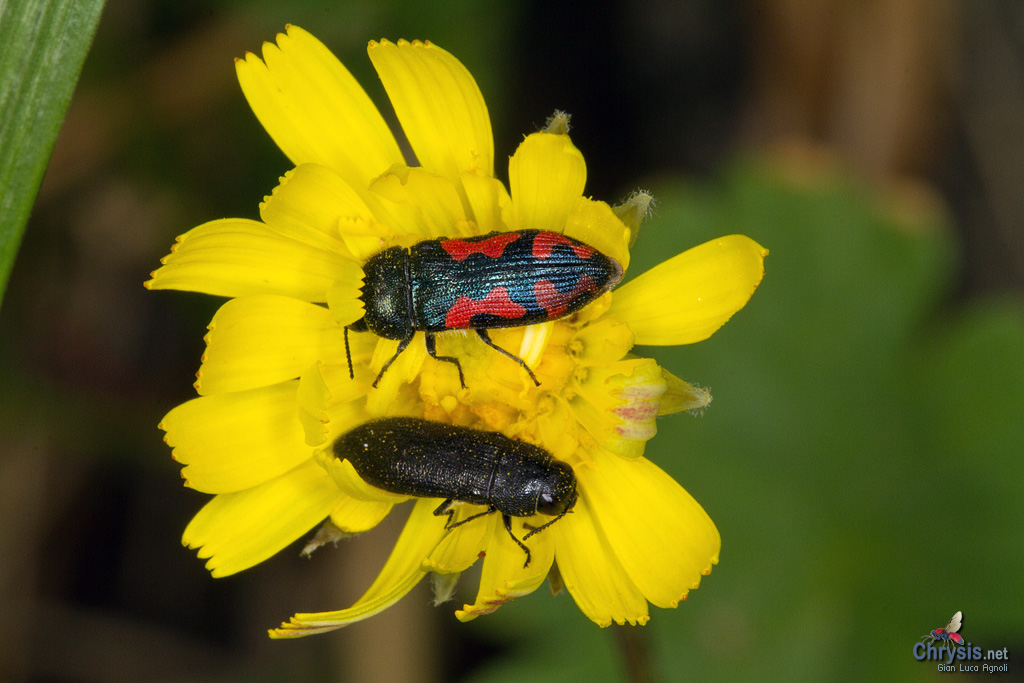 Acmaeodera ottomana e Acmaeodera crinita (Coleoptera Buprestidae) [det. F. Izzillo]