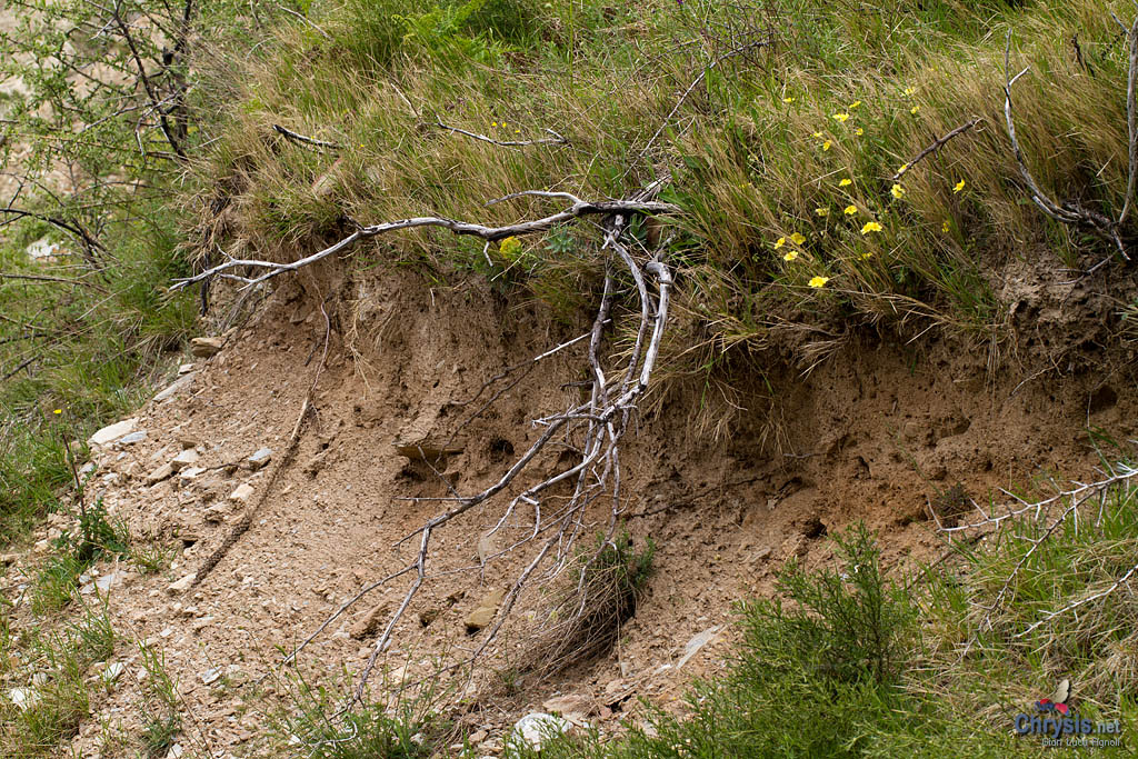 I cirisidi si posano spesso sui rametti secchi sporgenti come quelli in foto, o scendono sul terreno scoperto in cerca dei fori di ingresso dei nidi di altri imenotteri.