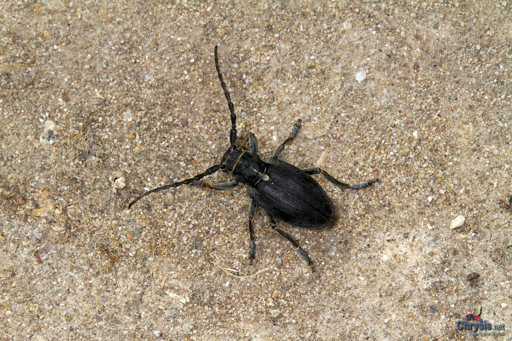 Neodorcadion virleti (Brullé, 1832) (Cerambycidae) a passeggio nella querceta [det. Maurizio Bollino]
