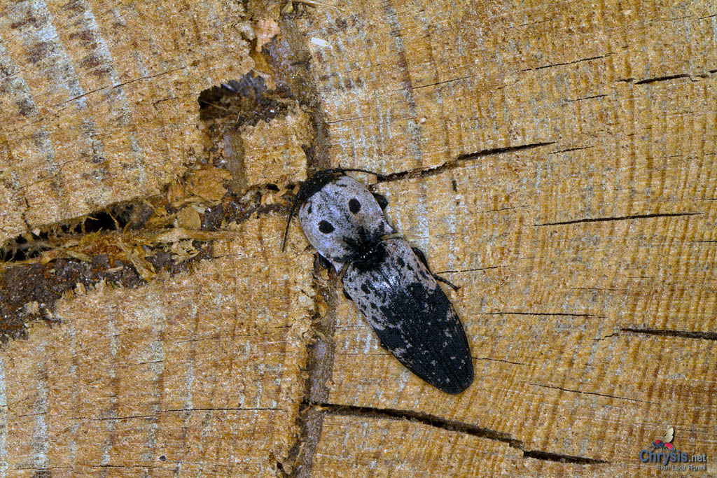 Calais perreyssii (Coleoptera Elateridae)