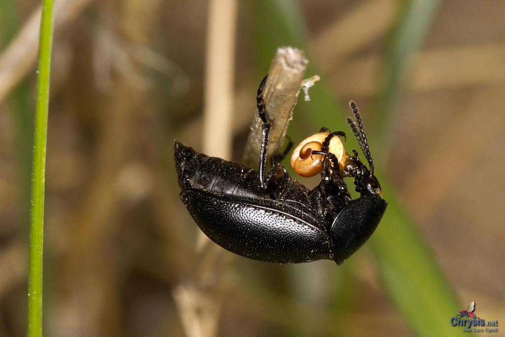 Ablattaria laevigata (Coleoptera Silphidae) [det. M. Gigli]