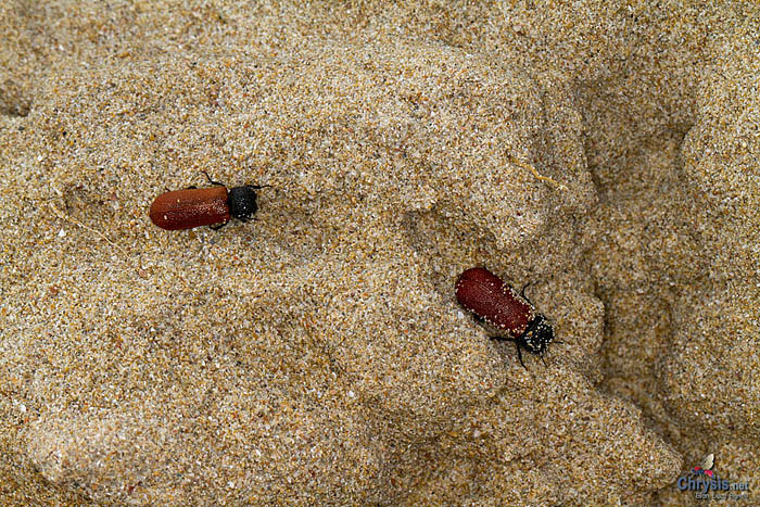 Bostrichus capucinus (Coleoptera Bostrichidae) spiaggiati