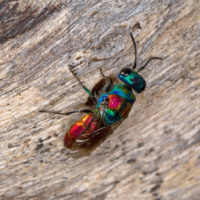 Chrysis grohmanni krkiana