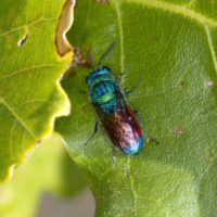 Praestochrysis megerlei