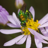 Stilbum cyanurum