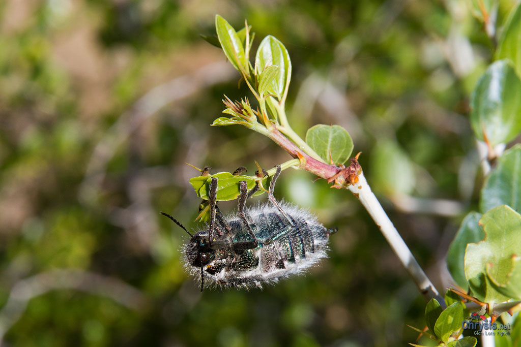 Julodis manipularis (F.) (Coleoptera, Buprestidae) [det. Maurizio Gigli]