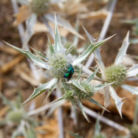 Hedychrum coelestinum (Hymenoptera, Chrysididae) su ?Eryngium atlanticum (Apiaceae) una visione spettacolare esaltata dal cielo coperto