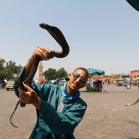 Cobra
