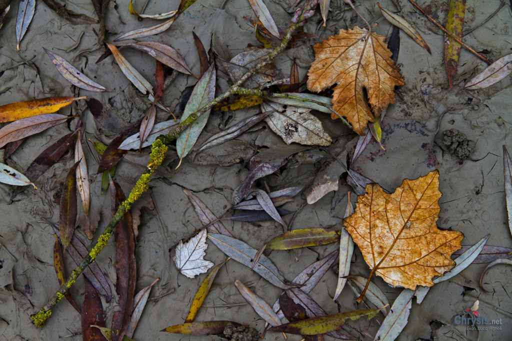 Argine del Reno: foglie su fango