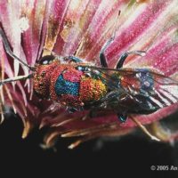 Chrysis jucunda by Andrej Gogala
Slovenia, 2005. Canon EOS 33, Canon EF Macro Lens 100mm/2.8 + extension tube, Canon Macro Twin Lite MT-24EX, Fujichrome Provia 100F.
on a flower bud of Jurinea mollis.