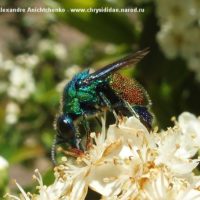 Stilbum cyanurum by Alexandre Anichtchenko - http://www.chrysididae.narod.ru
Spain, 2005. -.
on Euonymus japonicus (Celastraceae).