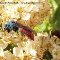 Chrysura refulgens by Alexandre Anichtchenko - http://www.chrysididae.narod.ru
Spain, 2005. -.
on Euonymus japonicus (Celastraceae).