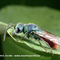 Chrysis ruddii