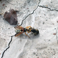 Cerceris tuberculata con Larinus onopardi