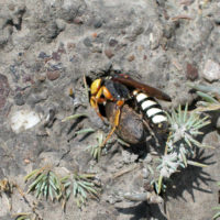 Cerceris tuberculata con Larinus onopardi