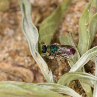 Chrysis elegans Lepeletier, 1806, m