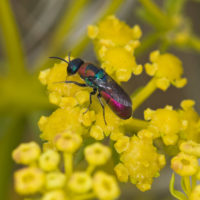 Chrysis elegans Lepeletier, 1806, f