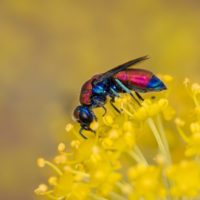 Chrysis integra sicula Abeille, 1878, f