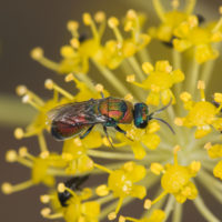 Chrysis integra sicula Abeille, 1878, m