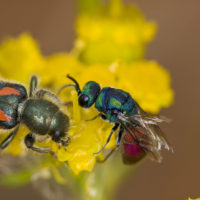 Chrysis perezi Mocsáry, 1889 and Trichodes ammios (F.) (Coleoptera, Cleridae)