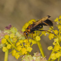 Cryptocheilus discolor (F.) (Hymenoptera, Pompilidae)