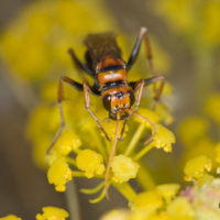 Cryptocheilus discolor (F.) (Hymenoptera, Pompilidae)