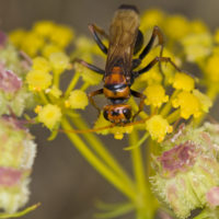 Cryptocheilus discolor (F.) (Hymenoptera, Pompilidae)