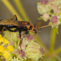 Cryptocheilus discolor (F.) (Hymenoptera, Pompilidae)