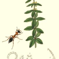 J. Curtis, 1824 – British Entomology