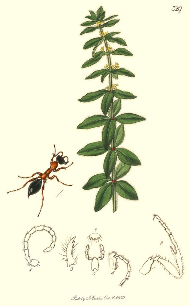 “Methoca [sic] ichneumonides” by J. Curtis, 1824 – British Entomology