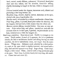 “Methoca [sic] ichneumonides” by J. Curtis, 1824 – British Entomology