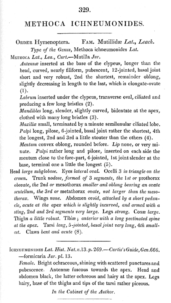 “Methoca [sic] ichneumonides” by J. Curtis, 1824 – British Entomology