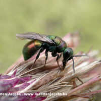 Hedychridium coriaceum