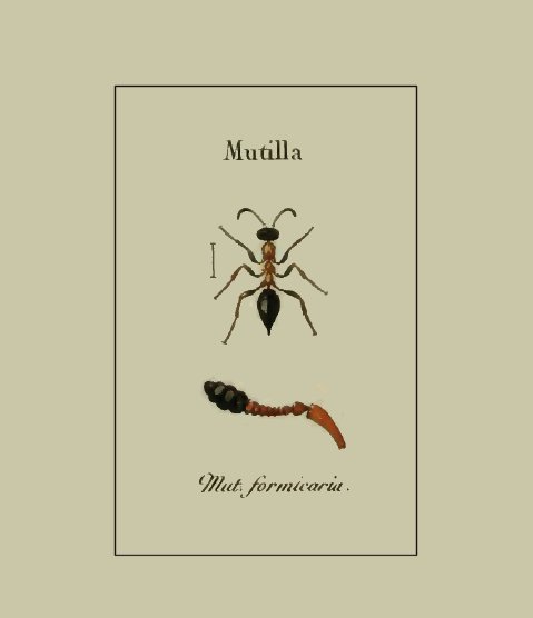 “Mutilla formicaria” by Jurine L., 1807 – Nouvelle méthode de classer les hyménoptères et les diptères. Avec figures. J.J. Paschoud, Genève.