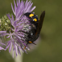 Megascolia bidens (Linnaeus, 1767)