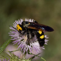 Megascolia maculata flavifrons (Fabricius, 1775)