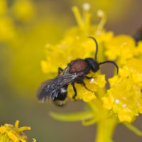 Ronisia marocana (Olivier, 1811), m (Hymenoptera Mutillidae)