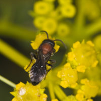 Ronisia marocana (Olivier, 1811), m (Hymenoptera Mutillidae)