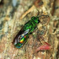 Chrysis equestris by Paolo Rosa
Italy, Lombardia, Parco del Ticino, Mezzanino Po (Pavia), 18/V/2004.. Nikon F-301, ring lite flash, Fujichrome Velva 50 RVP, 1/125"..