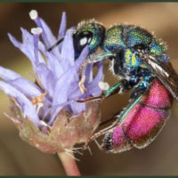 Rainer EMARGINATULA