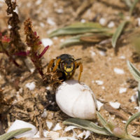 Rhodanthidium sticticum (F.) (Hymenoptera, Megachilidae)