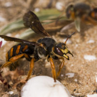 Rhodanthidium sticticum (F.) (Hymenoptera, Megachilidae)