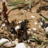 Rhodanthidium sticticum (F.) (Hymenoptera, Megachilidae)