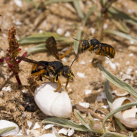 Rhodanthidium sticticum (F.) (Hymenoptera, Megachilidae)