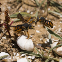 Rhodanthidium sticticum (F.) (Hymenoptera, Megachilidae)