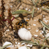 Rhodanthidium sticticum (F.) (Hymenoptera, Megachilidae)