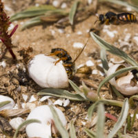 Rhodanthidium sticticum (F.) (Hymenoptera, Megachilidae)